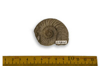 F 12956
<br/>
<br/>
<em></em>